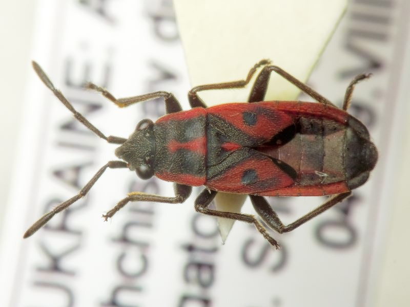 Melanocoryphus tristrami (Douglas & Scott, 1868)
